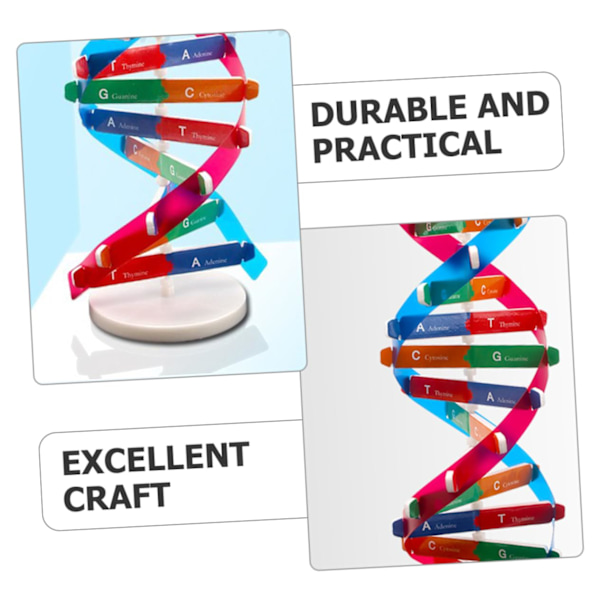 DNA Dobbelt Helix Model af Molekylær Struktur, DNA Samlingsmodel, Klasseundervisning, Dobbelt Helix Model, Menneskekropsmodel