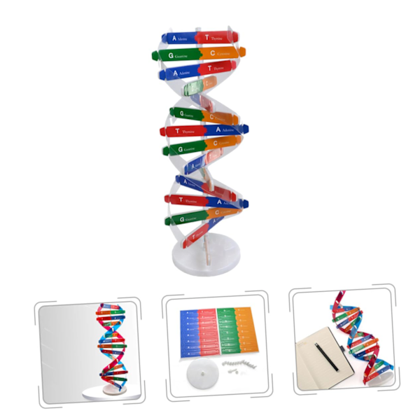 DNA Dobbelt Helix Model af Molekylær Struktur, DNA Samlingsmodel, Klasseundervisning, Dobbelt Helix Model, Menneskekropsmodel