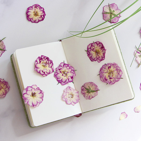 Store lilla tørrede pressede blomster til harpiks, store ægte naturpressede blomsterblade til DIY-håndværk, lys- og scrapbogsmaterialer