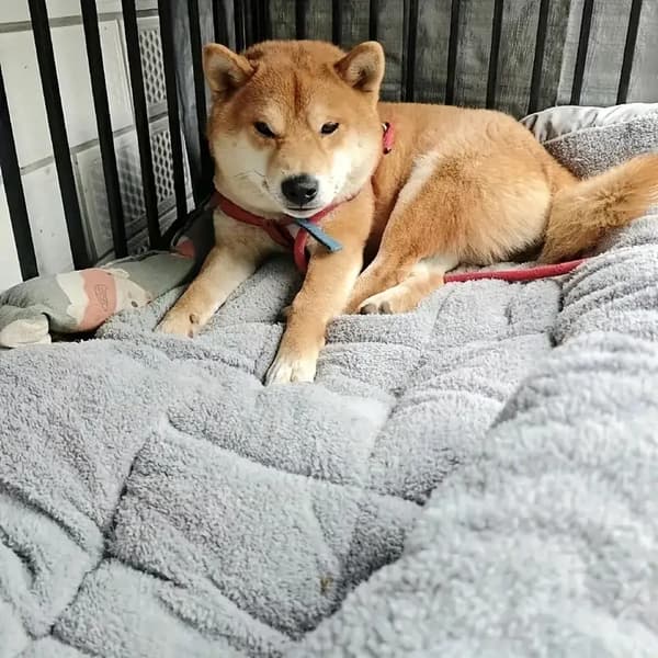[RM] Extra Large Plush Dog Bed Sofa Cat Nest Dog Crate Mat, With 8 Thickened Ultra-Soft Polyester Pet Pads Grey