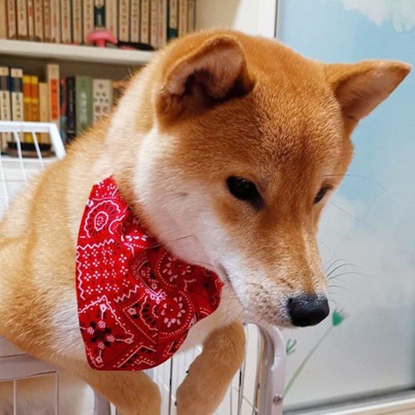 Eläinten kaulapanta bandana säädettävä hengittävä ihoystävällinen koiran kaulapanta kolmiokuviolla bandana kissalle kanille punainen S 1,0 cm/0,4 tuumaa