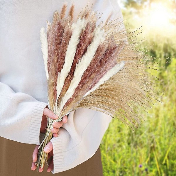 Tørret Pampasgræs, naturligt tørret Pampasgræs, fluffy Pampas Boho