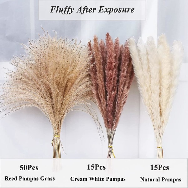 Tørket Pampasgress, naturlig tørket Pampasgress, fluffy Pampas Boho