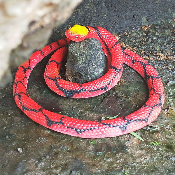 Simulerad gummiorm falsk röd python 1 bit djurleksak Halloween eller aprilskämt tillbehör