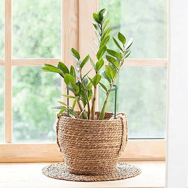 Växtstöd - 25cm, Spaljéstöd för klätterväxter, Växt