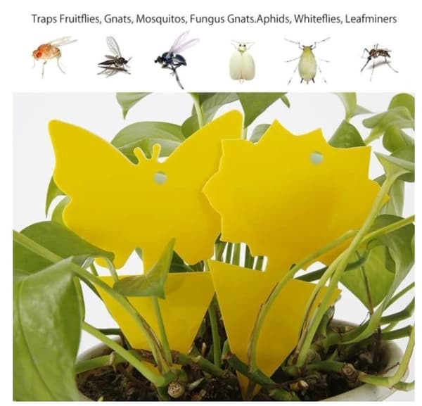 100st  klibbiga fällor, Sticky fruktfluga och plantera myggbugg