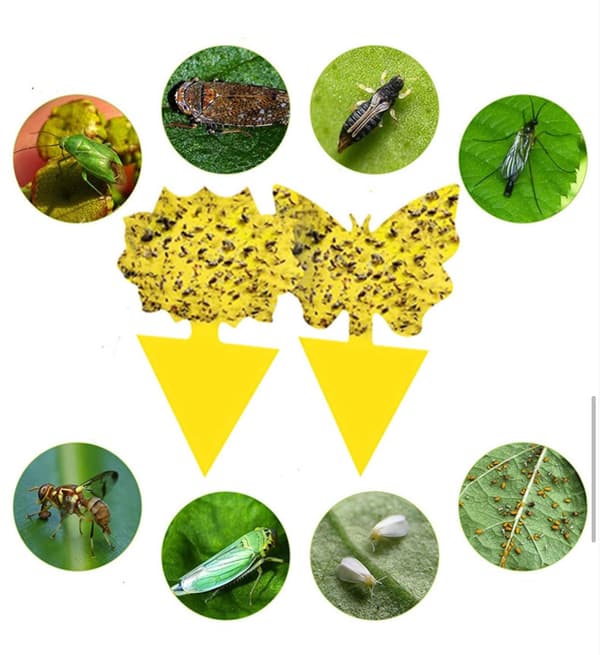 100st  klibbiga fällor, Sticky fruktfluga och plantera myggbugg