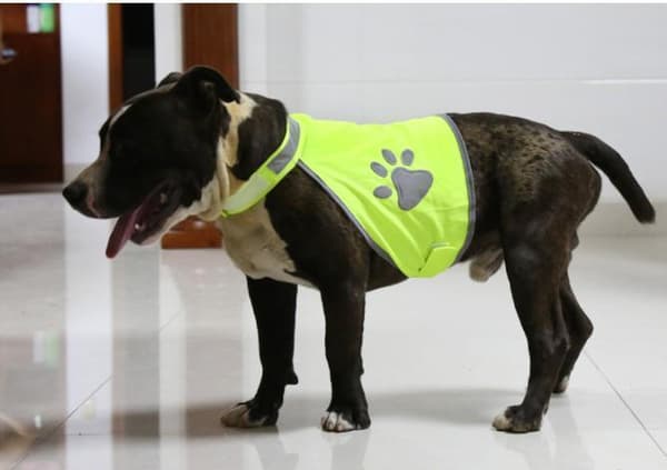 DOG REFLEX VEST Feel Active heijastava koko S, M, L Storlek M