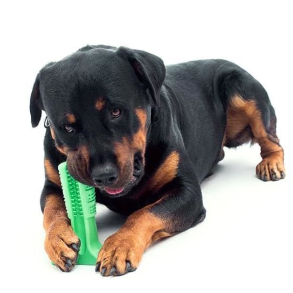 Doggystick - den smarta Tandborsten för Hund