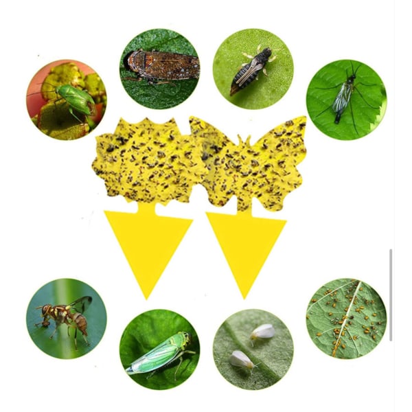 20st  klibbiga fällor, Sticky fruktfluga och plantera myggbugg