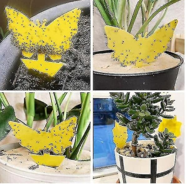 100st  klibbiga fällor, Sticky fruktfluga och plantera myggbugg