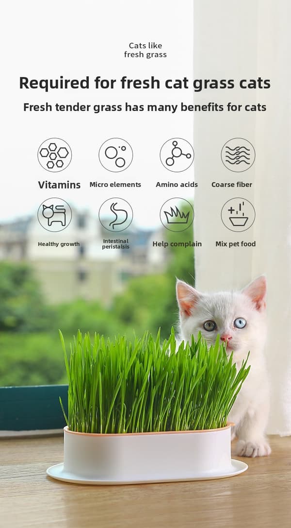 Husdjurstillbehör Kattsnacks Kattplanteringslåda Hydroponisk låda för kattgräs Hydroponisk låda för kattgräs Sky Blue