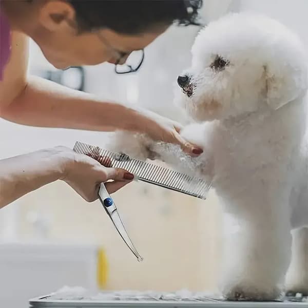 Ambidextrous kæledyrssikker saks i rustfrit stål til hunde med rundt hoved til præcisionstrimning Down Curved Scissors