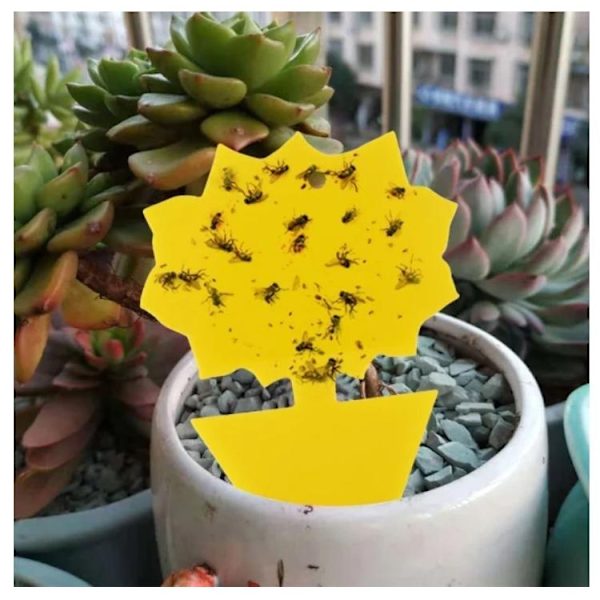 100st  klibbiga fällor, Sticky fruktfluga och plantera myggbugg