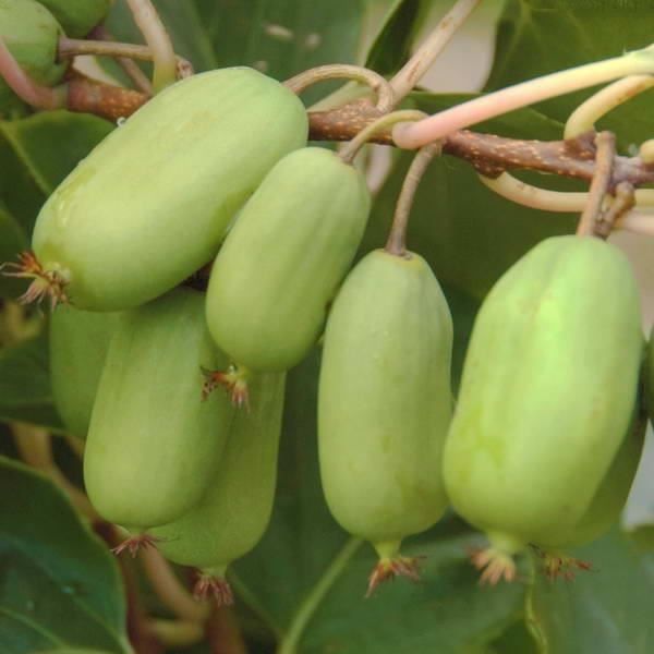 Kiwi Arguta Jumbo Verde Pianta Maschio Impollinatore - Avlång fruktsort - Tål upp till -25°C