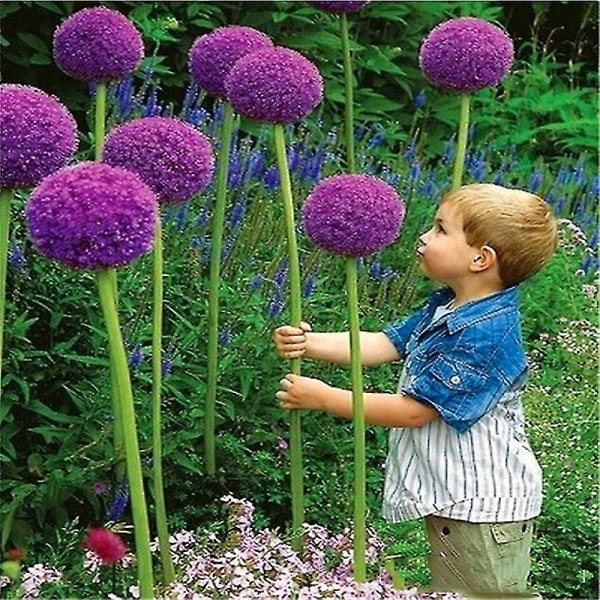 100st Färgglada &quot; Allium Giganteum "stora blommande lökfrön 7