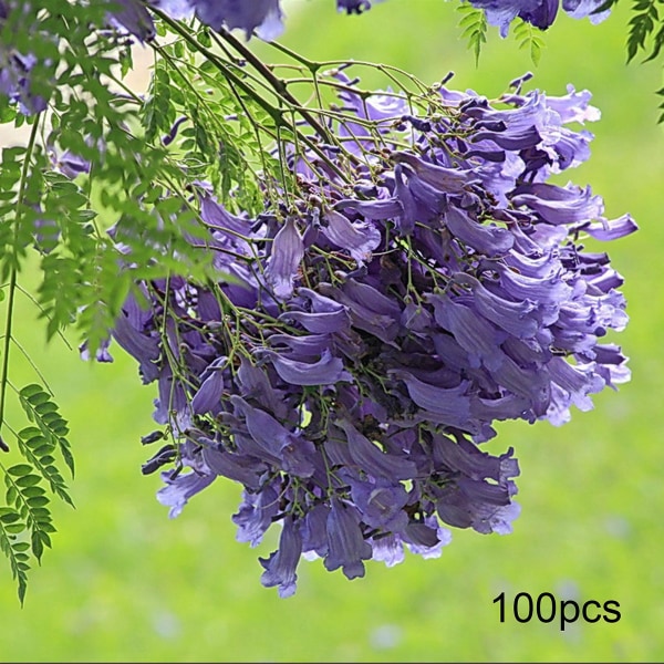 100 st Jacarandafrön Subtropiska prydnadsblå oregelbundna kronblad Jacaranda Mimosifolia frön för trädgård Seed