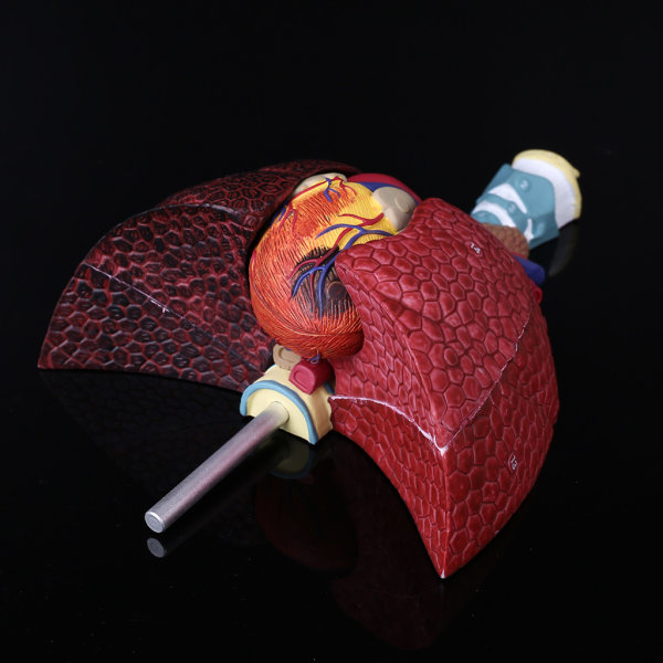 Mänsklig lungmodell i naturlig storlek Anatomiskt andningsorgan Anatomiundervisningsverktyg