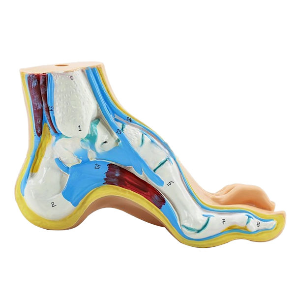 Fodens anatomiske model, inklusive knogler, muskler, ledbånd, menneskelig fods anatomimodel undervisningsrekvisit med digitale skilte