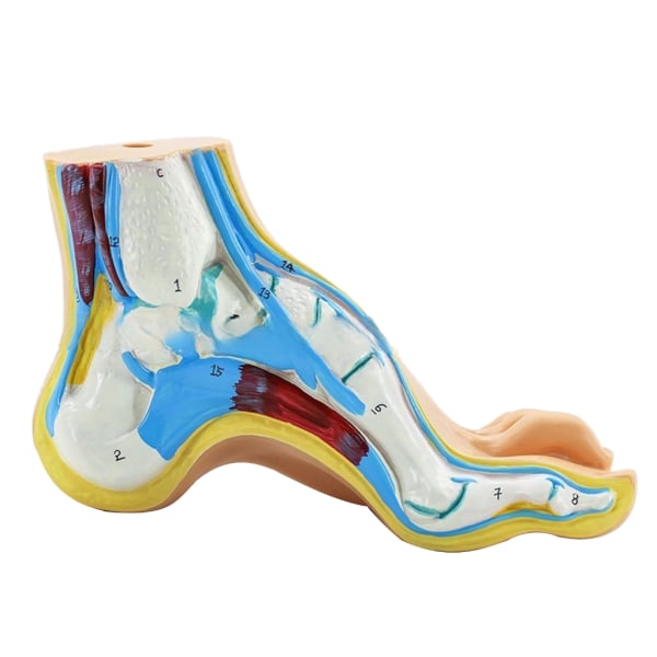Fotens anatomiska modell, inklusive ben, muskler, ligament, anatomimodell för mänsklig fot, undervisningsstöd med digitala skyltar