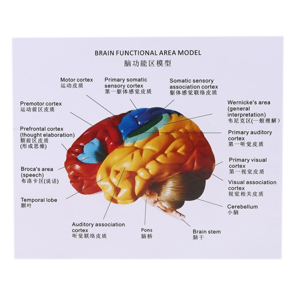 Människohjärnans funktionsområdesmodell i naturlig storlek Anatomi för naturvetenskap Klassrumsstudie Display Undervisning