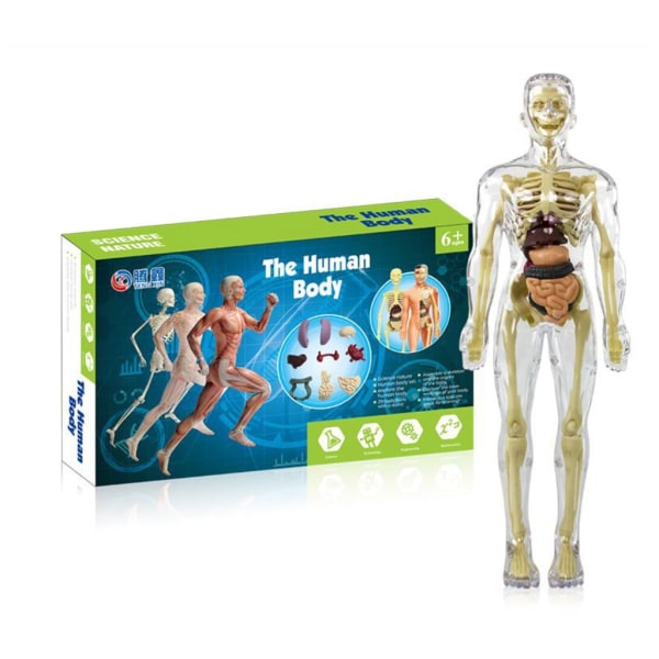 Mänsklig bålkropp Anatomi Skelett modell med avtagbara delar för barn Förskolemedicinska utbildningsmaterial