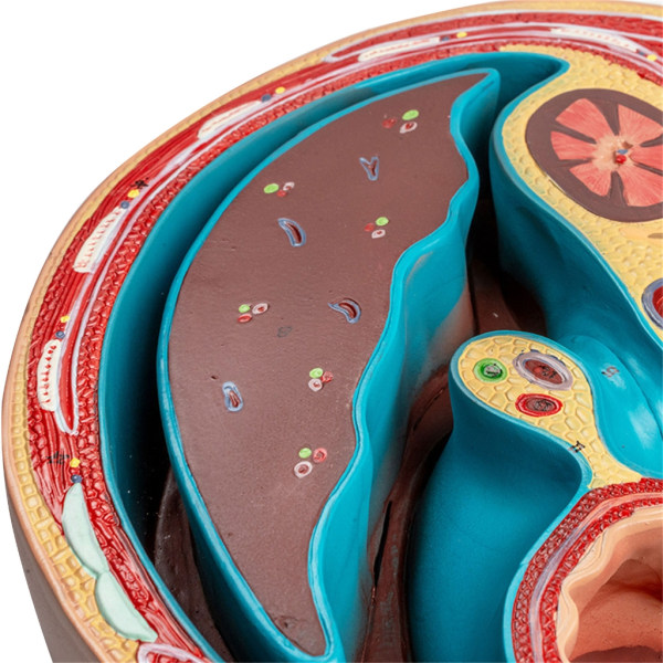 Ihmisen vatsaontelomalli sairauksien tutkimukseen, ihmisen elämänkokoiset rintanikamat, maksamallin anatomian apuvälineet