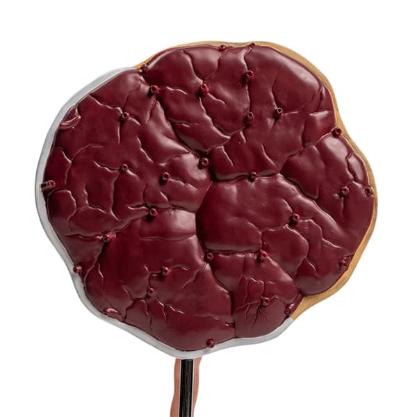 Placenta Anatomi Model Med Navlestreng Dele Til Klinisk Demonstration