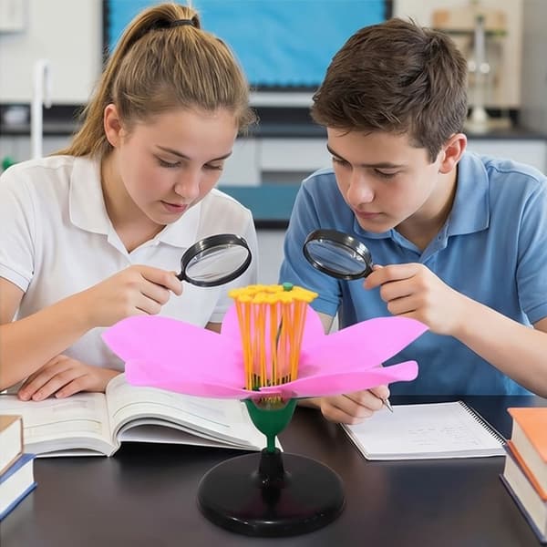 Forstørret anatomisk ferskenblomstmodel til undervisningsdemonstration i klasseværelset