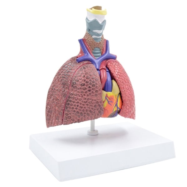 Anatomisk patologisk lungmodell Andningssystemmodell för sjukhus