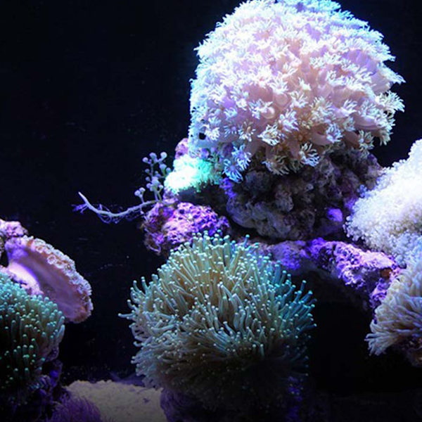 DP2 Autodoseringspumpe Automatisk Doser til Marine Reef Aquarium Fish til Tank Titrering System Peristaltisk pumpe EU