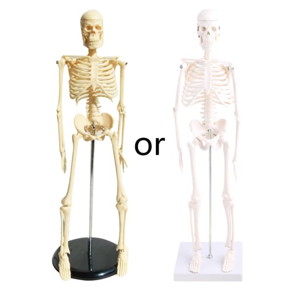 Mini Human Skelet Model til m/ Stand Bevægelige Arme Ben Scientific for Basic St