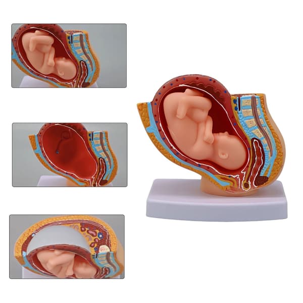 Anatomisk graviditetsfosterudviklingsmodel 1:3 skala kvindelig bækkenmodel