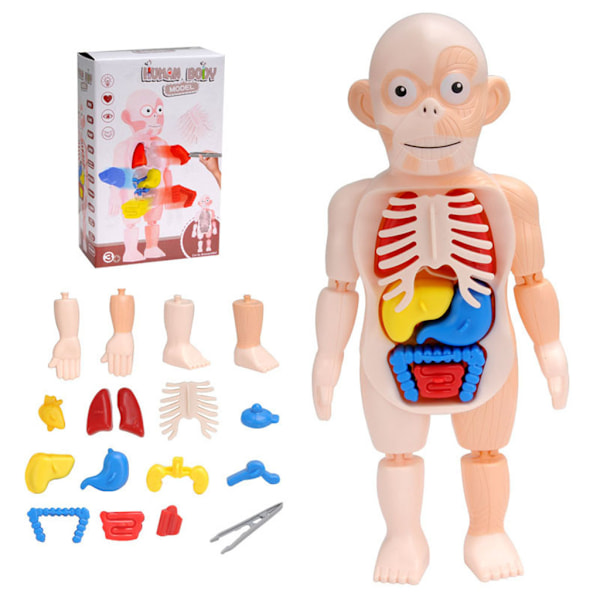 1Set Montessori Learning Toy 3D Kroppspussel Sticksåg Sensorisk stapling Människoanatomi Människokroppsmodell Monteringsmodell