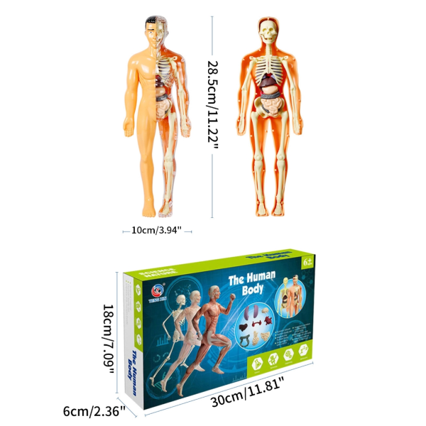 Mänsklig bålkropp Anatomi Skelett modell med avtagbara delar för barn Förskolemedicinska utbildningsmaterial null - U