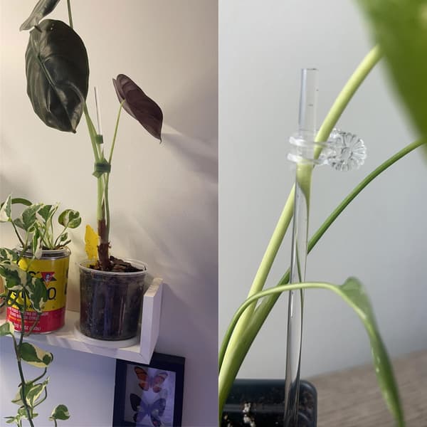 30 stk. klare akrylstøttepinner med klips for orkideer, blomster og planter