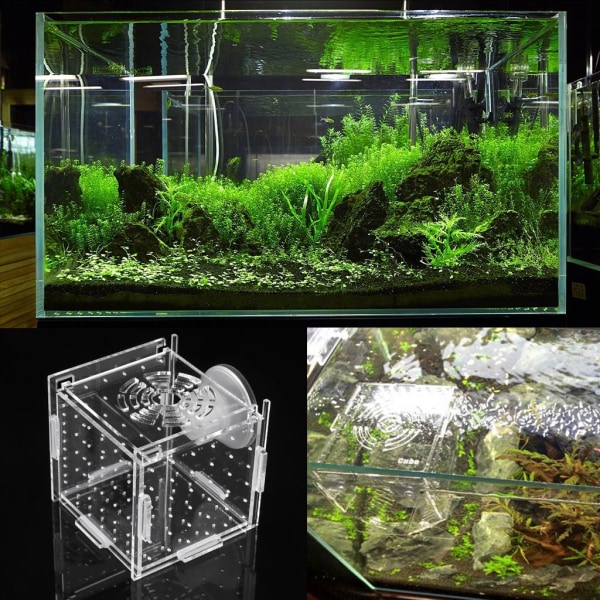 Fish Separation Breeder Box Akryl Transparent Fish for Tank Mini Isolation Box