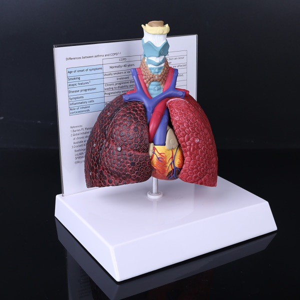Mänsklig lungmodell i naturlig storlek Anatomiskt andningsorgan Anatomiundervisningsverktyg