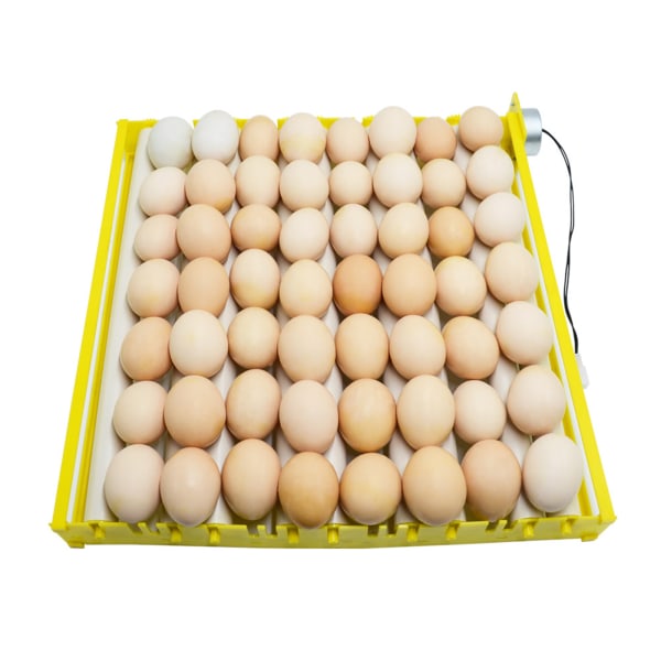 Automatisk Rotary Egg Turner Rullbricka Anka Vaktel Fågel Fjäderfäägg Inkubator EU