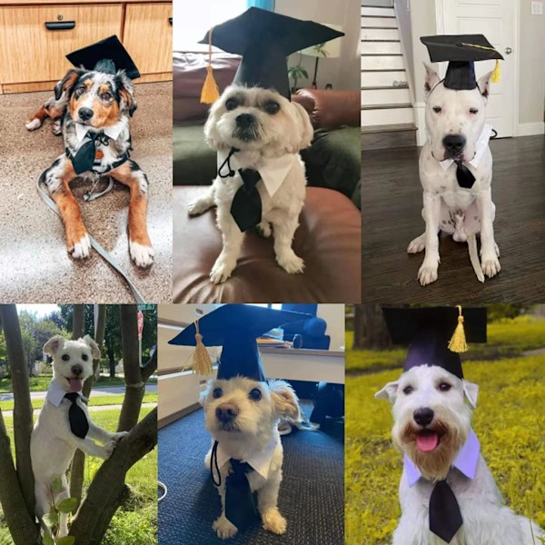 Pet Graduation Hat til kat Justerbar bælte hund kasketter Pet Bachelor Hat hovedbeklædning