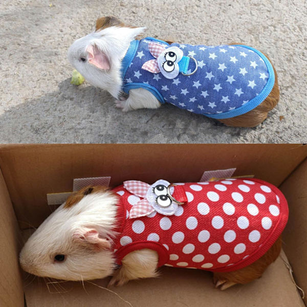 Ferretin valja ja hihna, söpö liivi kävelyyn hamsterille, chinchillalle null - 2 S