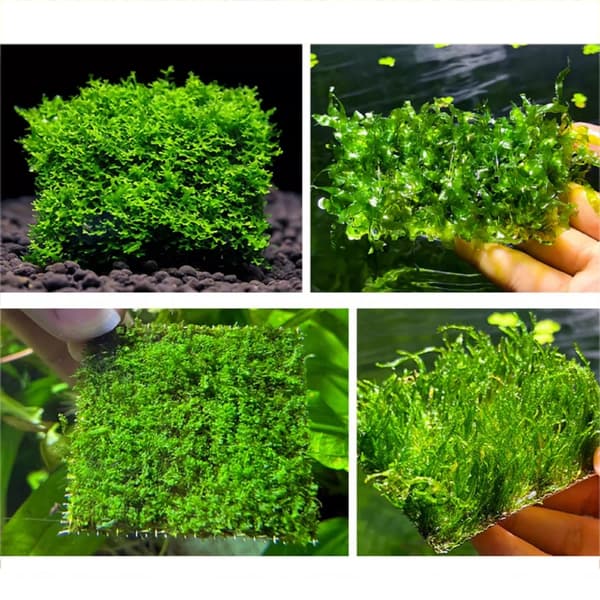 Akvarier Akvascaping Netplader 10 Pak Rustfrit Stål 10Cm Plantegitre