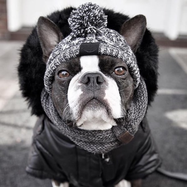 Vinter varm hundmössa Vindtät Puffy Ball Husdjurshuvudbonad för små medelstora franska bulldogg stickad cap M