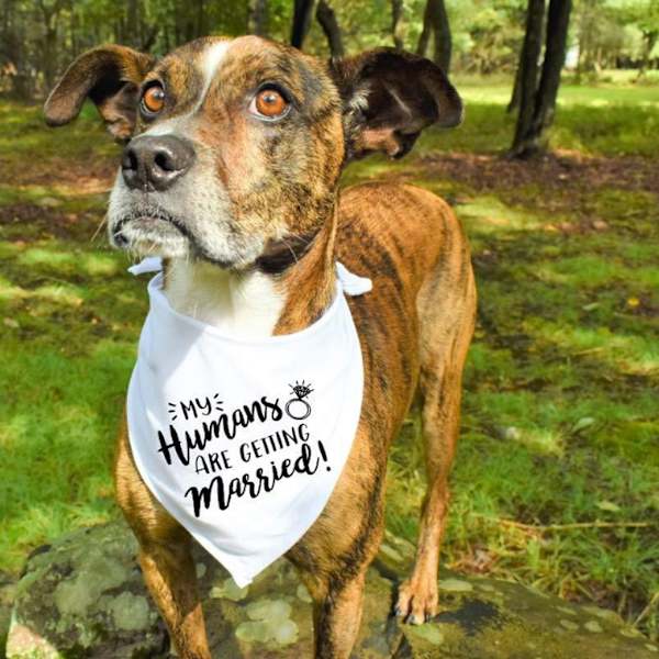 Hundebryllupsbandana Mine mennesker skal giftes Hun sagde ja Kæledyr til trekantssmække Tørklæde halstørklæde Forlovelsesmeddelelse Fotorekvisitter A