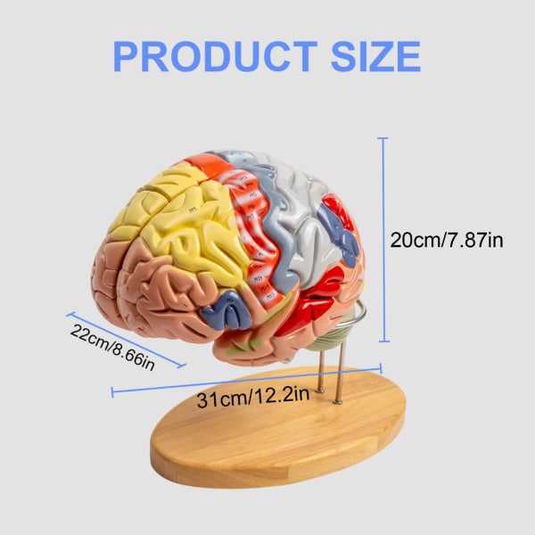 Human Brain Anatomy Model viser hjerne, cerebellum, hjernestamme