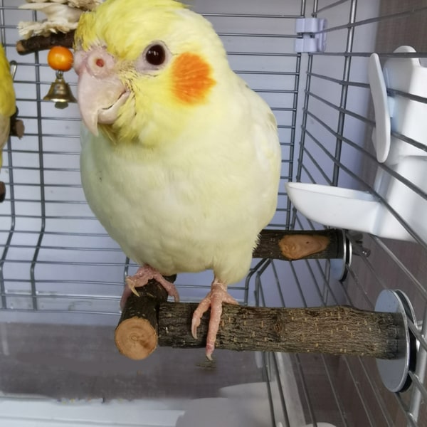 Fågel sittpinnar Naturträ Stativ U-formad Bar Cage Toy för Cockatiels Conures L