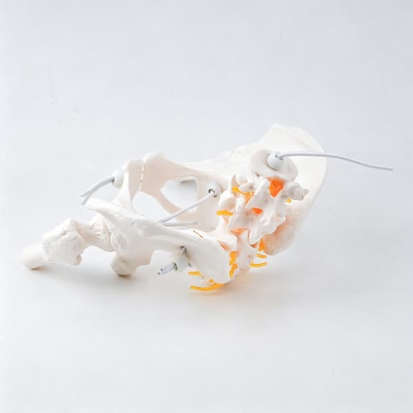 Nerver Anatomisk Model Anatomi Videnskab Studie Display Undervisning Medicinsk Model