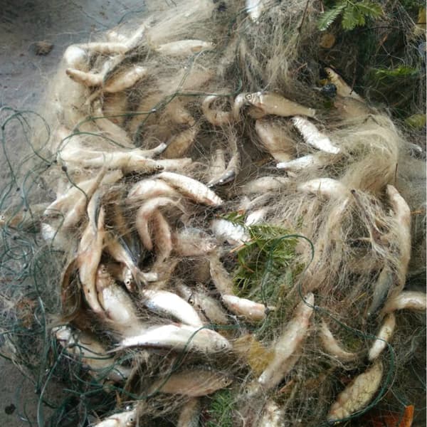 Fiskegarn i monofilament med flyte