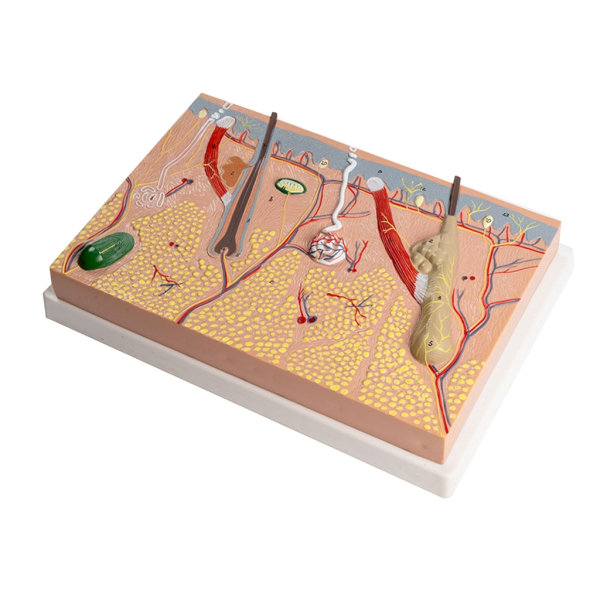 Anatomisk Hudmodel 3D Hud Læremidler Model, Menneskehud Anatomimodel Menneskehudstruktur Anatomisk model
