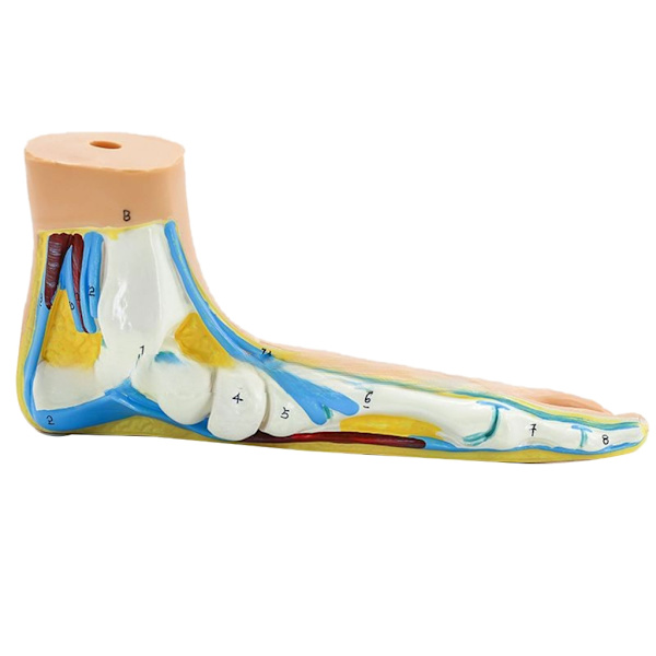 Fodens anatomiske model, inklusive knogler, muskler, ledbånd, menneskelig fods anatomimodel undervisningsrekvisit med digitale skilte